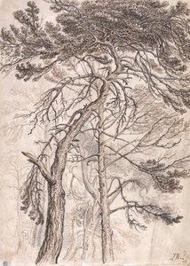 Studie van bomen door James Ward